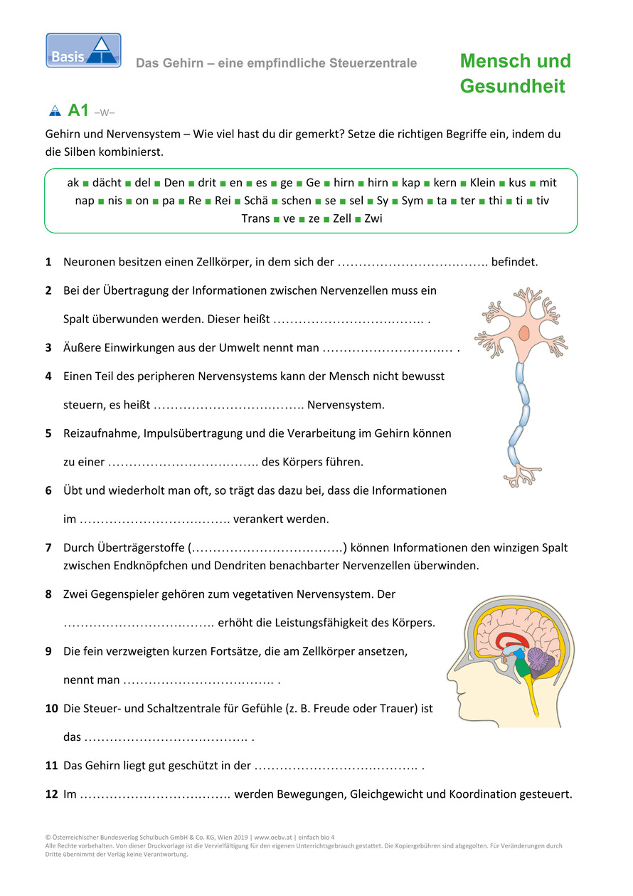 Gehirn Arbeitsblatt | öbv