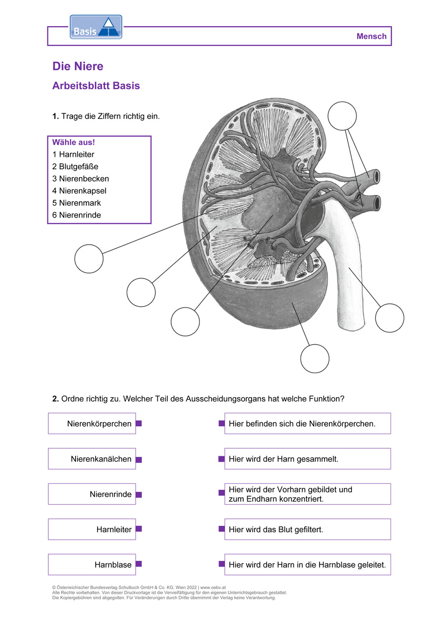 Die Niere Arbeitsblatt | öbv