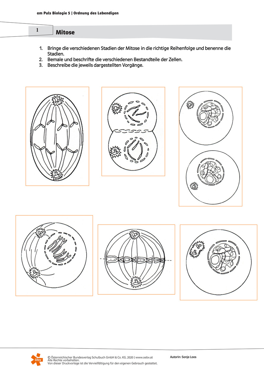 Mitose Stadien Arbeitsblatt | öbv