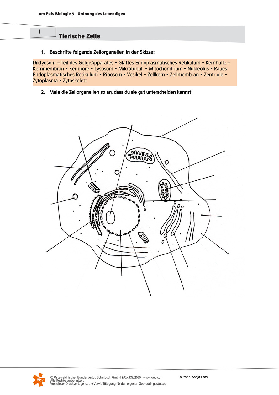 Pflanzliche Zelle Arbeitsblatt | öbv