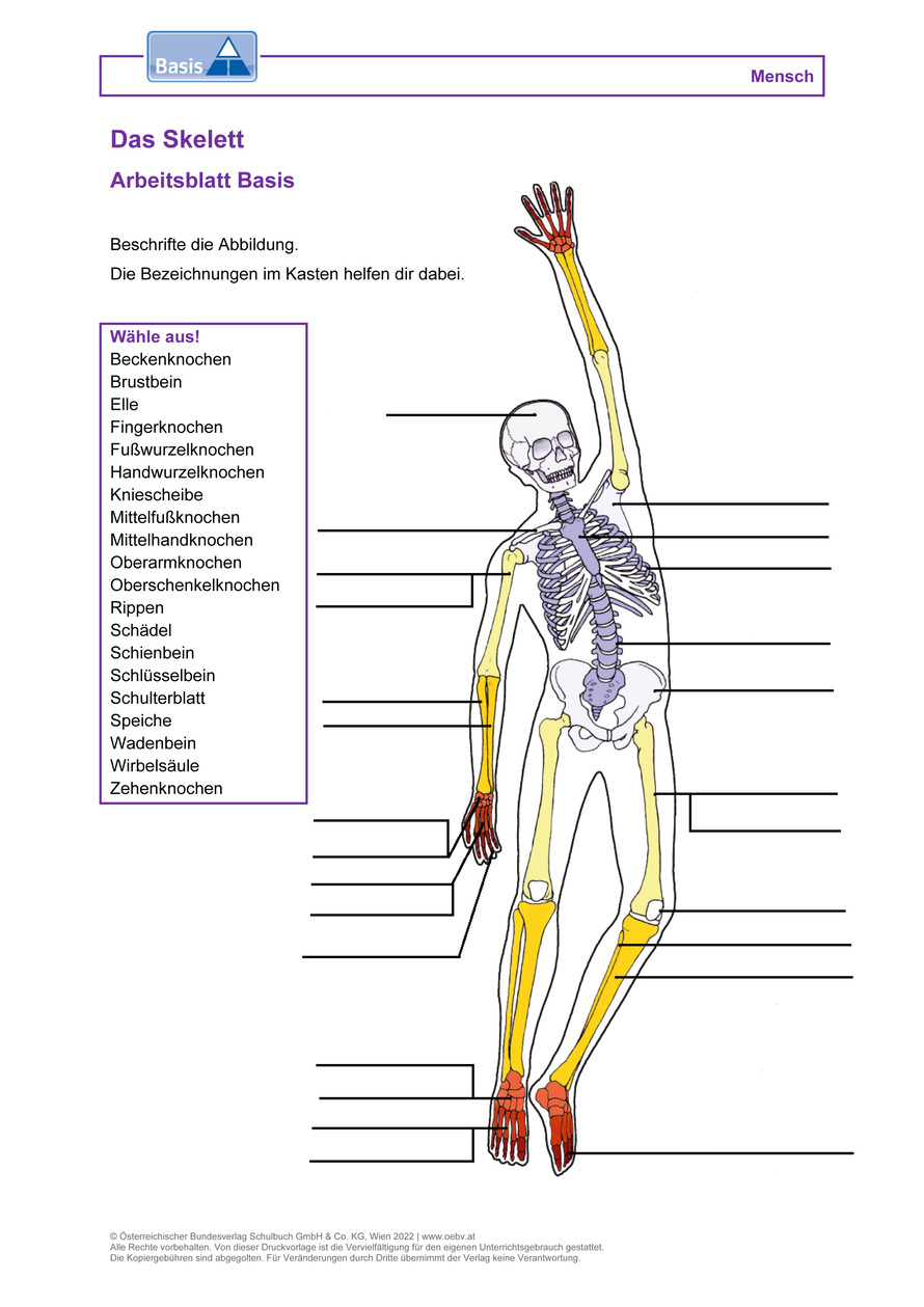 Das Skelett Arbeitsblatt | öbv