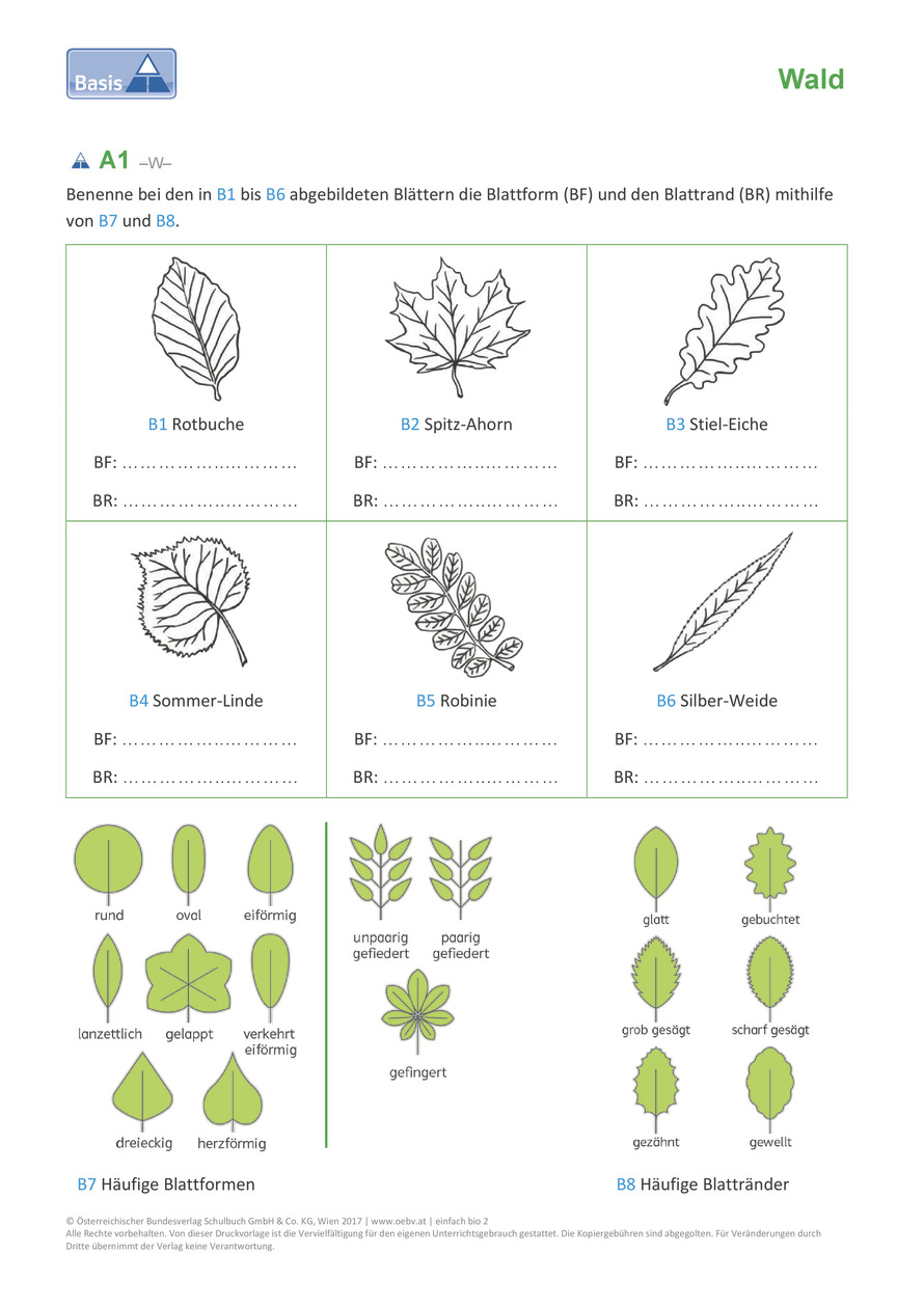 Laubbäume Arbeitsblatt | öbv