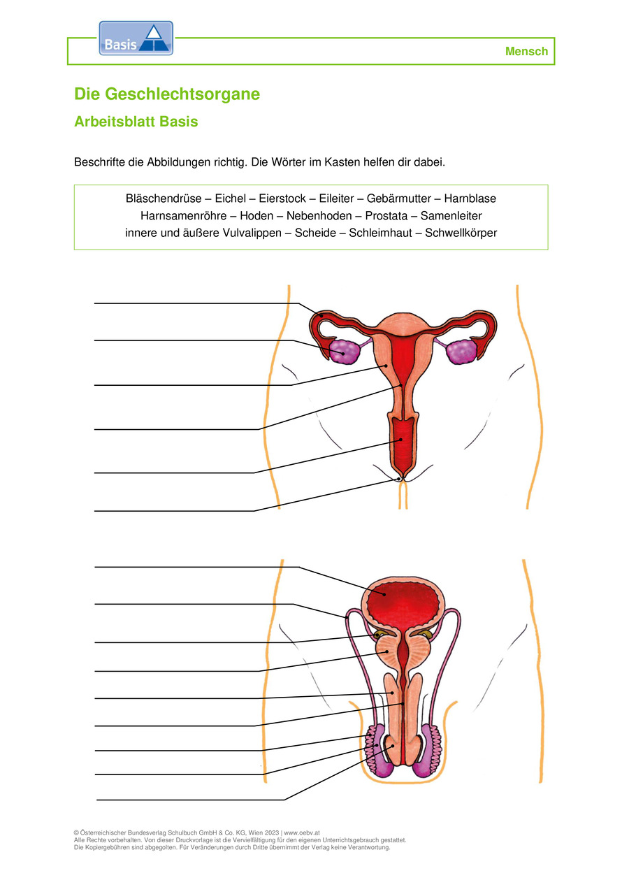 Geschlechtsorgane Arbeitsblatt | öbv
