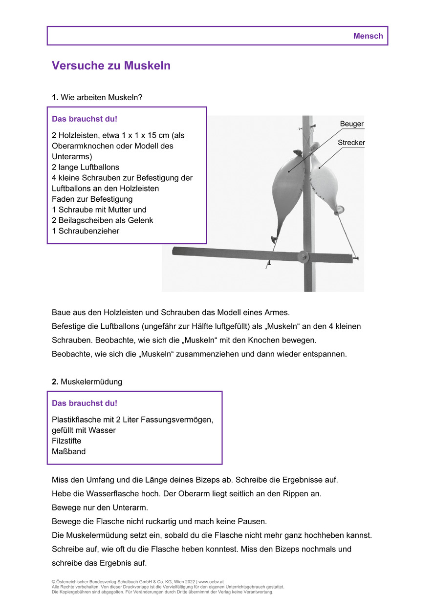 Arbeitsblatt zur Muskelaktion