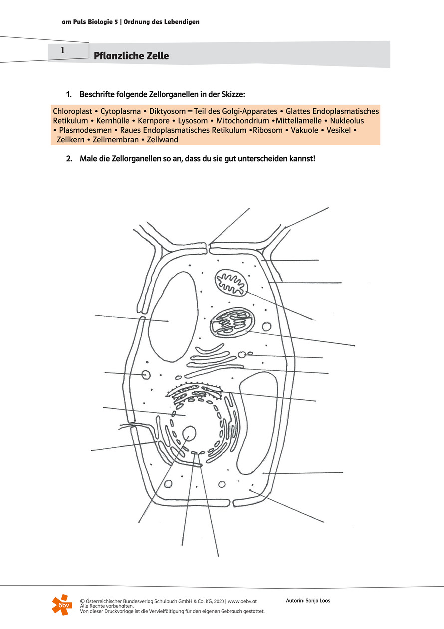 Tierische Zelle Arbeitsblatt | öbv